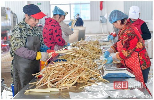 乡村振兴画卷徐徐展开 武汉江夏金水奋力建设现代都市农场